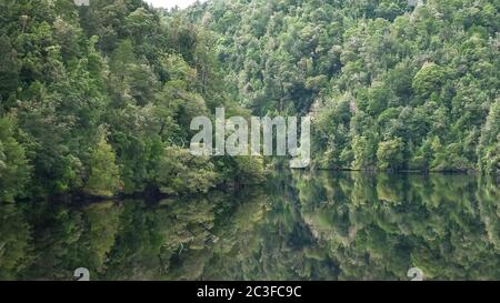 lussureggiante foresta pluviale su una crociera sul fiume gordon in tasmania Foto Stock