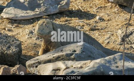 In prossimità di un ampio terreno di iguana su isla santa fe nelle Galapagos Foto Stock