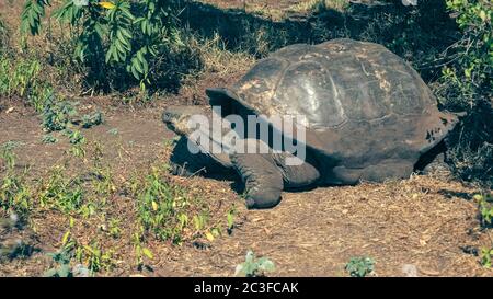 una grande tartaruga gigante galapagos che si nuota a isla santa cruz nelle galapagos Foto Stock