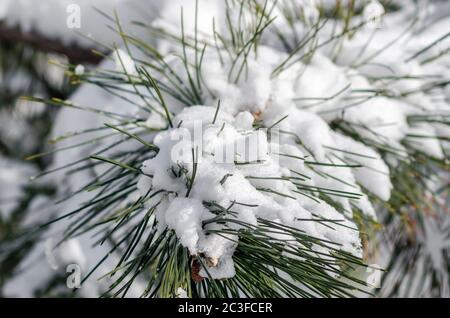 rami verdi innevati di abete rosso da vicino Foto Stock