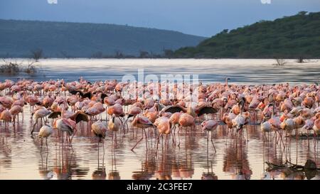 flamingo di mattina presto riflessioni nel lago bogoria, kenya Foto Stock