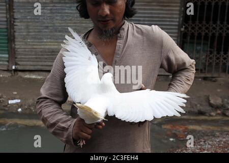 Dhaka, Bangladesh. 19 giugno 2020. Un cliente ispeziona un piccione in un mercato settimanale del bestiame vicino a Gulistan, Dhaka. Credit: MD Mehedi Hasan/ZUMA Wire/Alamy Live News Foto Stock