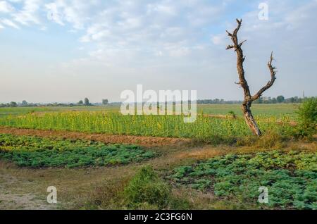 Albero morto su un campo con girasoli in Birmania (Myanmar) Foto Stock