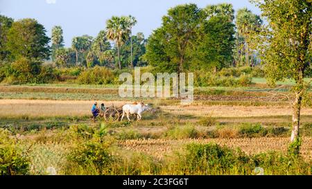 Un carro di legno disegnato da buoi attraversa la campagna in Birmania (Myanmar) Foto Stock