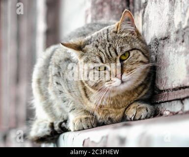 cat si siede sul davanzale di una vecchia casa e guarda Foto Stock