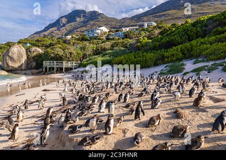 Humboldt Penguin (Schenisco humboldti) in Sudafrica Foto Stock