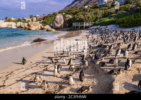 Humboldt Penguin (Schenisco humboldti) in Sudafrica Foto Stock