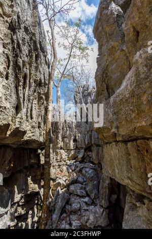 Pietre di Ankarana Tsingy, punto di riferimento del Madagascar settentrionale Foto Stock