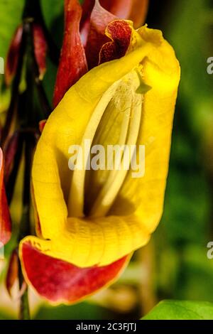 La Tintorensis (o Thunbergia Mycorensis) è una specie di pianta fiorente della famiglia delle Acanthaceae Foto Stock