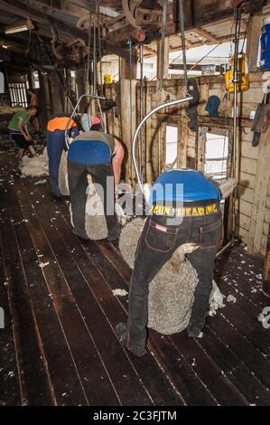 Quattro tagliatrici e due roustabout si piegano al loro lavoro in un vecchio, funzionante, woolshed patrimonio nel nuovo Galles del Sud, Australia. Foto Stock