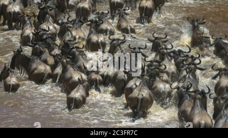 lunga esposizione primo piano vista posteriore dall'alto di wildebeest che attraversa il fiume mara Foto Stock
