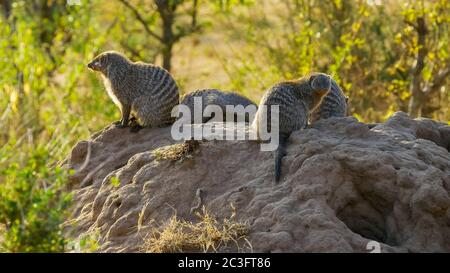 colonia di mongoose a fasce su un tumulo di termiti a masai mara Foto Stock