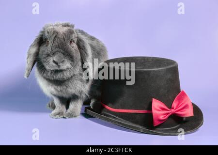coniglio nana lop-arato accanto a un cappello nero cilindro su sfondo viola Foto Stock