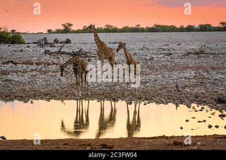 Giraffe presso il waterhole nel Parco Etosha, Namibia Foto Stock