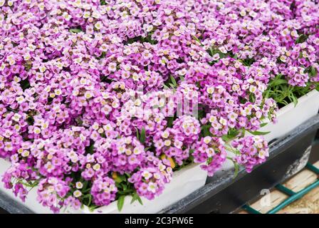 Fiori di Alyssum. Alyssum in colori dolci. Alyssum in un vassoio nero su tavolo di legno Foto Stock