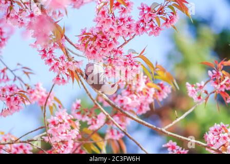 Fiore di ciliegia rosa con uccello di bul dalla testa bianca Foto Stock