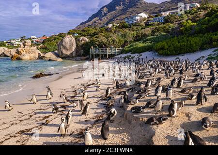 Humboldt colonia di pinguini (Spenisco humboldti) in Sudafrica Foto Stock