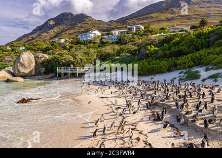 Humboldt colonia di pinguini (Spenisco humboldti) in Sudafrica Foto Stock