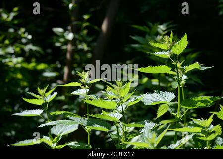 L'ortica verde parte nella foresta estiva in una giornata di sole. Piante medicinali nell'ambiente naturale Foto Stock