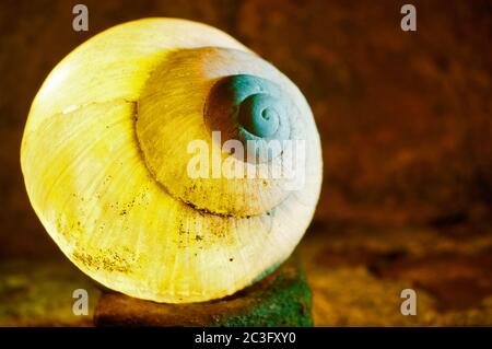 Vista astratta illuminata di una conchiglia di lumaca Foto Stock