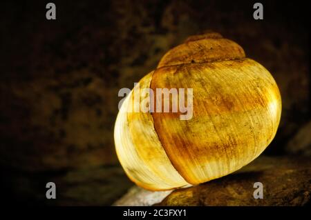 Vista astratta illuminata di una conchiglia di lumaca Foto Stock