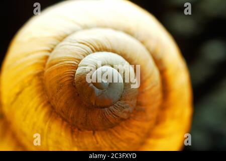 Vista astratta illuminata di una conchiglia di lumaca Foto Stock