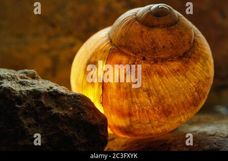 Vista astratta illuminata di una conchiglia di lumaca Foto Stock