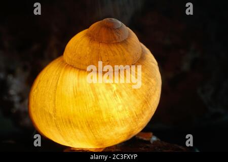 Vista astratta illuminata di una conchiglia di lumaca Foto Stock