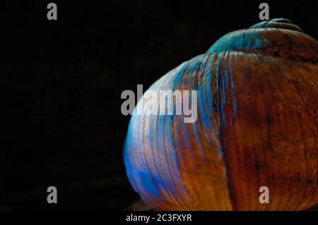 Vista astratta illuminata di una conchiglia di lumaca Foto Stock