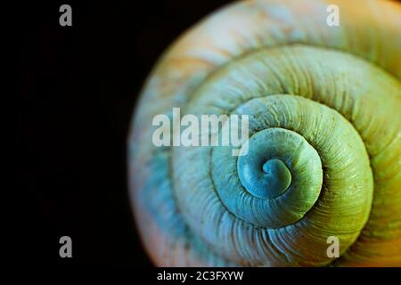 Vista astratta illuminata di una conchiglia di lumaca Foto Stock