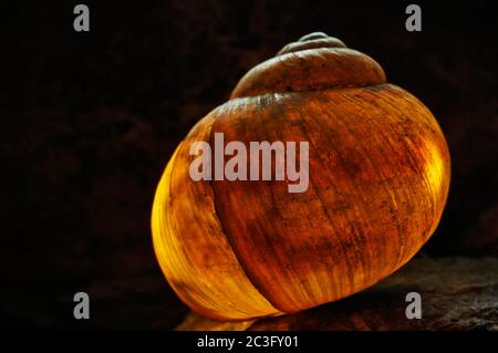 Vista astratta illuminata di una conchiglia di lumaca Foto Stock