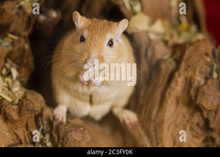 Gerbilli mongoli (Meriones), animali domestici Foto Stock