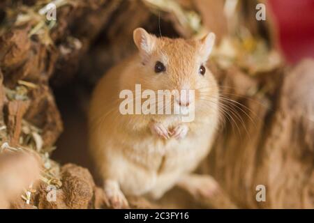 Gerbilli mongoli (Meriones), animali domestici Foto Stock