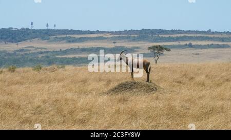 un lungo colpo di topi su un tumulo di termite in masai mara Foto Stock