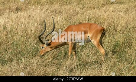 pascolo dell'impala nella riserva nazionale di masai mara Foto Stock