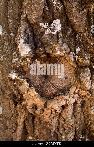 Dettaglio colpo di vecchio di corteccia di sughero, pelati plance di  sughero da Quercus suber tree si asciuga per la successiva elaborazione  Foto stock - Alamy