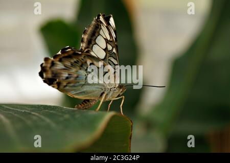 Primo piano di una farfalla tropicale del regolacapelli Foto Stock