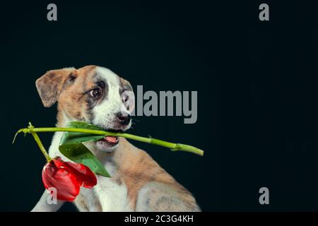 cucciolo piebald che tiene nei denti un fiore di tulipano su sfondo scuro Foto Stock