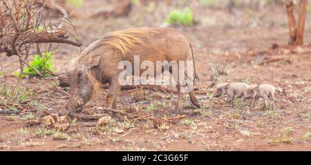 Una donna di warthog (Phacochoerus aethiopicus) con i suoi tre suinetti in rimorchio nel Parco Nazionale di Kruger, Sudafrica. Foto Stock