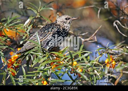 Starling uccello giovanile / Sturnus vulgaris Foto Stock