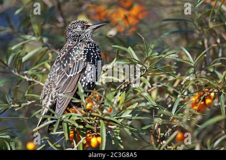 European Starling - uccello adulto Starling in piumaggio invernale / Sturnus vulgaris Foto Stock
