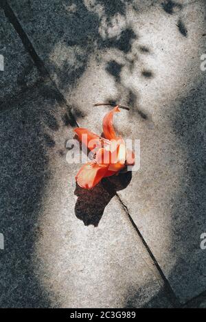 Primo piano verticale di un fiore di giglio arancione sul massa Foto Stock