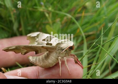 Primo piano di una falce di lime Foto Stock