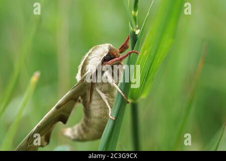 Primo piano di una falce di lime Foto Stock