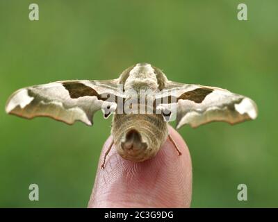 Primo piano di una falce di lime Foto Stock