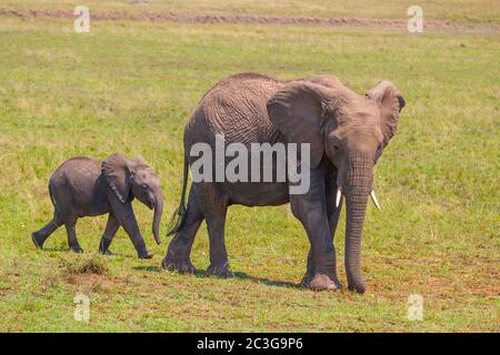 Mucca di elefante africana con vitello Foto Stock