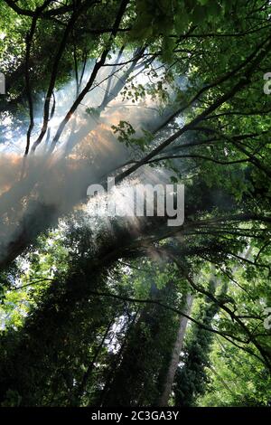 Fumo di falò che si innalza attraverso gli alberi a East Brabourne, Ashford, Kent, Inghilterra, Regno Unito Foto Stock
