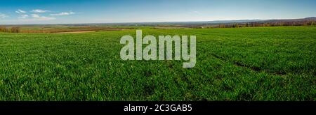 Campo di grano giovane. Sfondo di erba verde in una giornata di primavera soleggiata Foto Stock