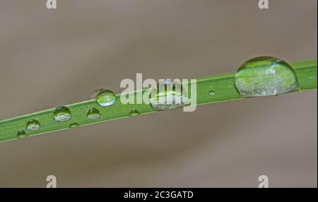 Gocce di rugiada su una lama di erba Foto Stock