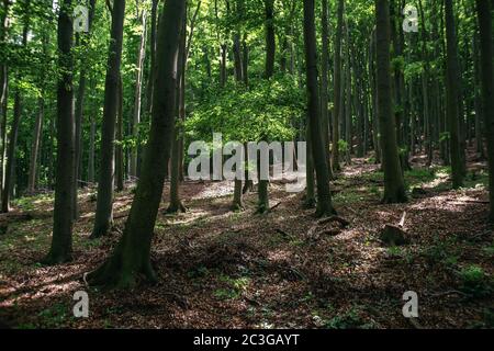 Raggi del sole nella foresta di faggio. Trekking, viaggi e legname industrie concetto. Foto Stock